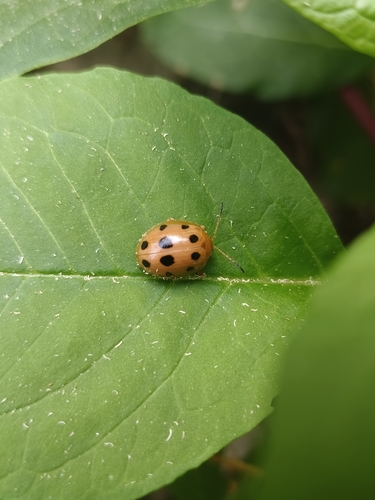 Oides decempunctata
