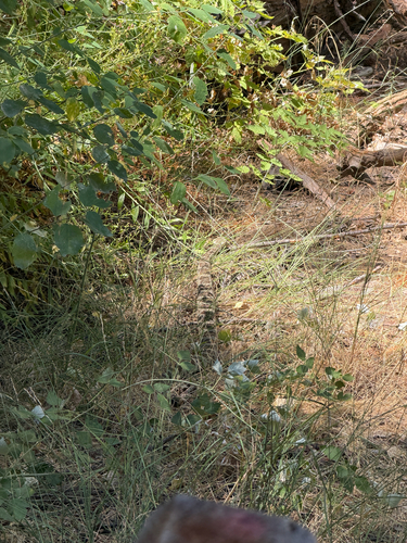 iNaturalist observation photo of Northern Pacific Rattlesnake