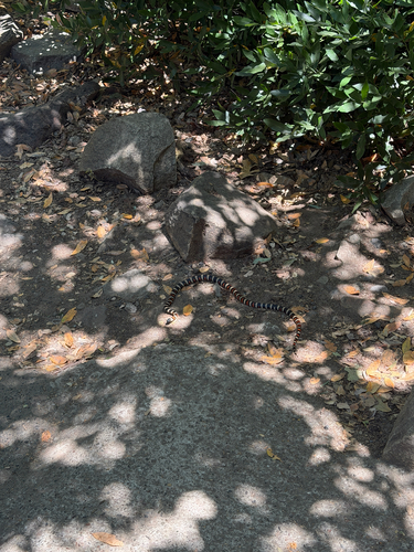 iNaturalist observation photo of California Mountain Kingsnake