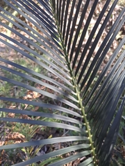 Macrozamia communis, photograph author not stated, no rights reserved
