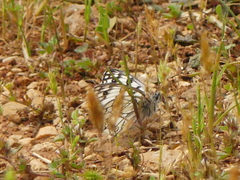Melanargia arge
