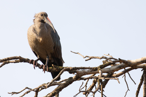 iNaturalist image