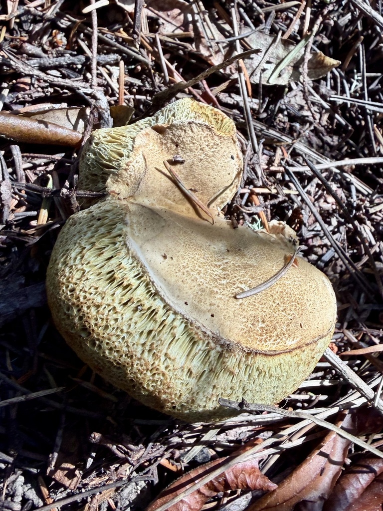 Suede Bolete