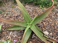 Aloe dyeri