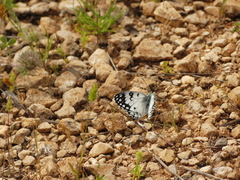 Melanargia arge
