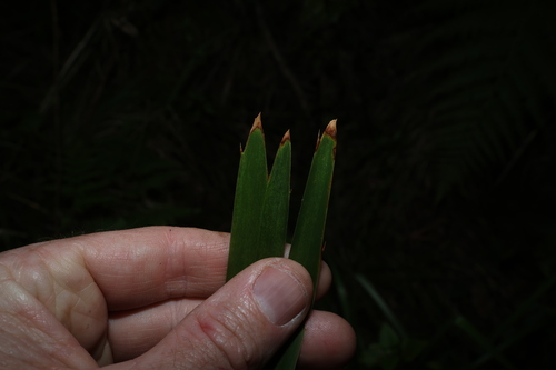 Lomandra hystrix, photograph 1