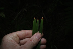 Lomandra hystrix
