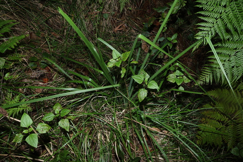 Lomandra hystrix, photograph 2