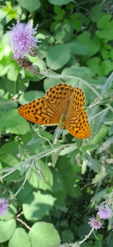 Silver-washed Fritillary