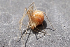 Spermophora senoculata