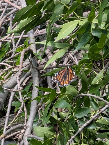 Monarch