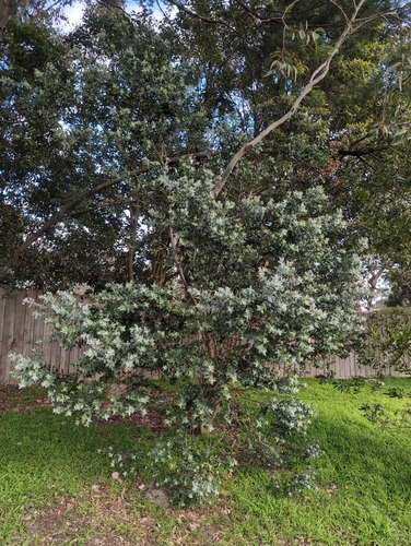 Eucalyptus crenulata observed 2026-07-26