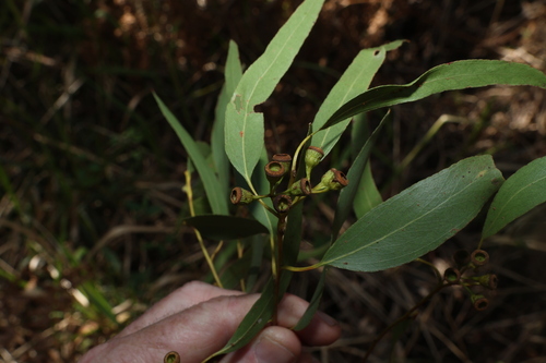 Eucalyptus melliodora, photograph 5