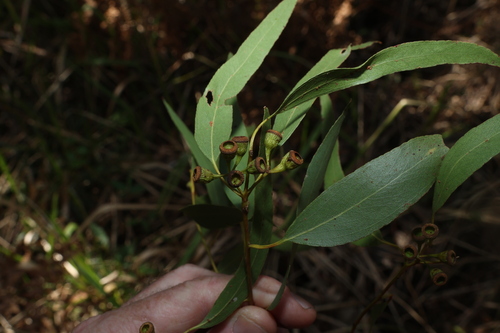 Eucalyptus melliodora, photograph 6