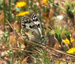 Melanargia titea