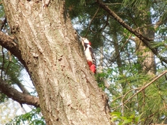 Dendrocopos major