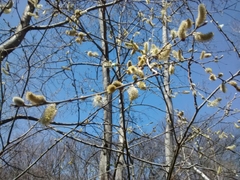 Salix × reichardtii