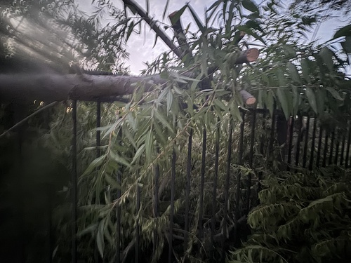 Goodding's willow