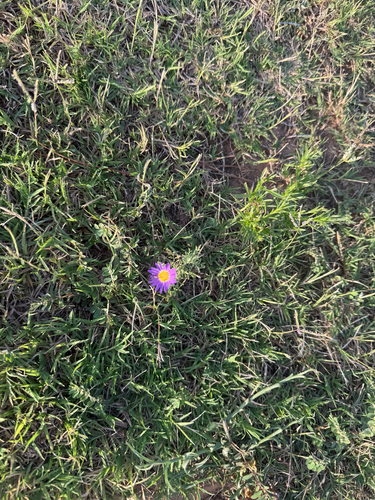 Tahoka daisy