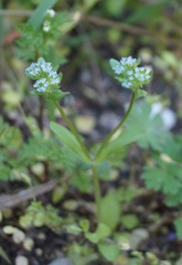 Valerianella turgida