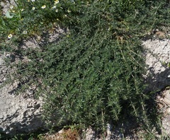 Galium humifusum