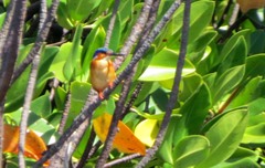 Corythornis vintsioides