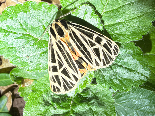 Virgin Tiger Moth, photographed at Kingfisher Hollow