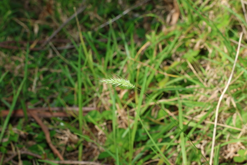 Echinopogon nutans observed 2026-07-25