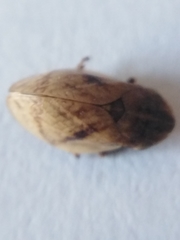 Lepyronia coleoptrata