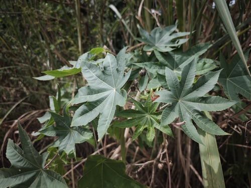 castor bean