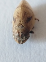 Lepyronia coleoptrata