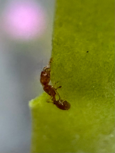 Common American Thief Ant