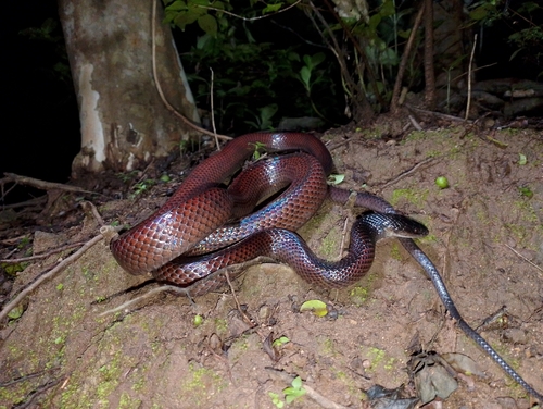 Photo of a Mexican Snake Eater (Clelia scytalina)