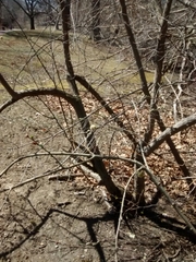 Salix × reichardtii