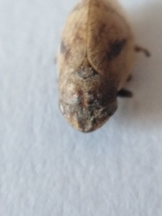 Lepyronia coleoptrata