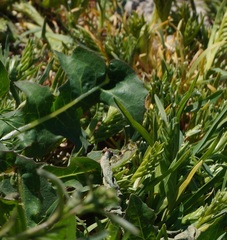 Sclerochloa dura