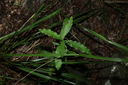 Notelaea longifolia, photograph 3