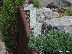 Sempervivum vicentei