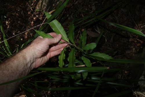 Notelaea longifolia, photograph 4