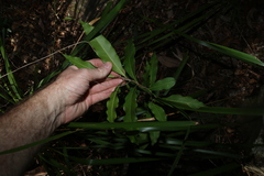 Notelaea longifolia, photograph (c) Greg Tasney, some rights reserved (CC BY-SA)