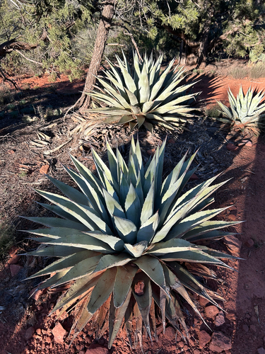 Parry's agave