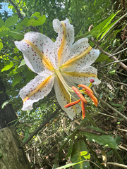 (c) turtlecrab, some rights reserved (CC BY) Lilium auratum, photograph (c) turtlecrab, some rights reserved (CC BY)