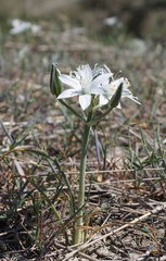 Ornithogalum navaschinii