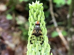 Otites porcus