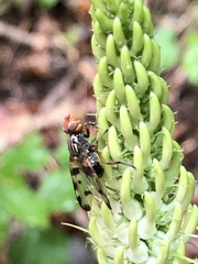 Otites porcus