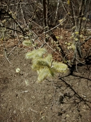 Salix × reichardtii