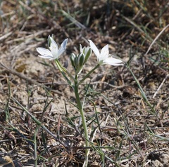 Ornithogalum navaschinii