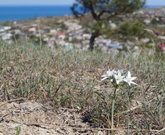 Ornithogalum navaschinii