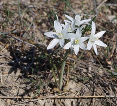 Ornithogalum navaschinii