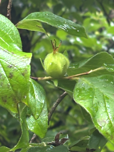 Stewartia ovata, 2026-07-25